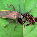 Broad-headed Bugs (Alydidae)