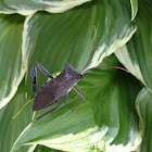 Leaf-footed bug