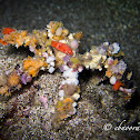 Spider Decorator Crab