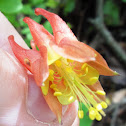 Eastern Red Columbine