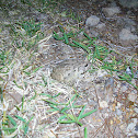 Fowler's Toad