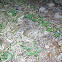 Fowler's Toad