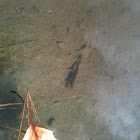Salamander