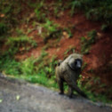 Olive Baboon