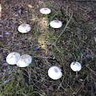 Fungi