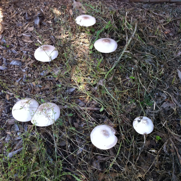 Spotting Image 1