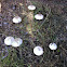 Fungi