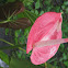 Flamingo Flower  Anthurium