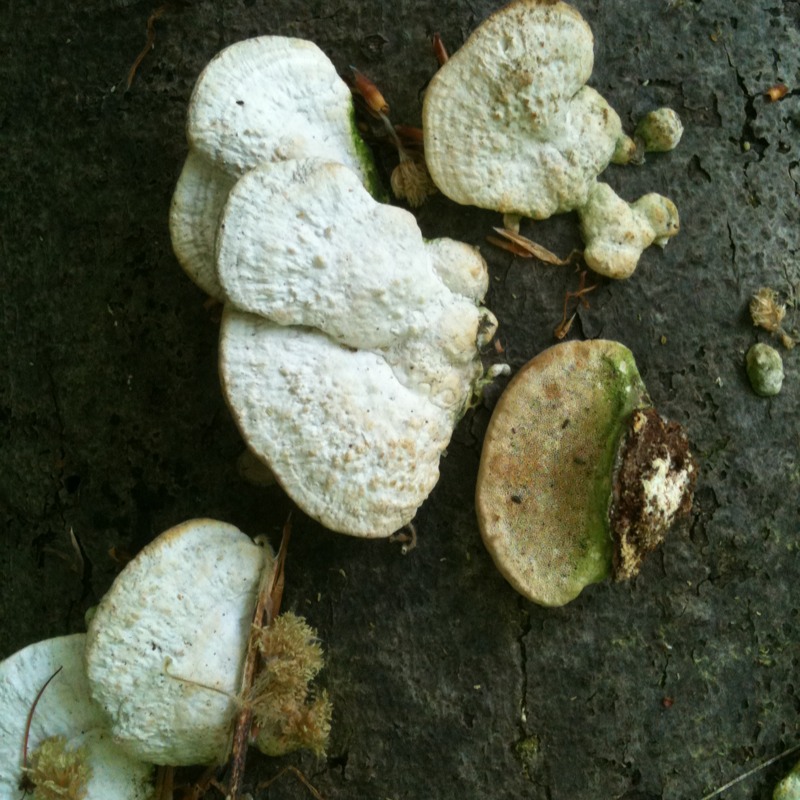 Shelf mushroom