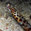 Barred Conger