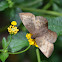 Mariposa Achlyodes. Pale Sicklewing