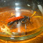 Tarantula Hawk