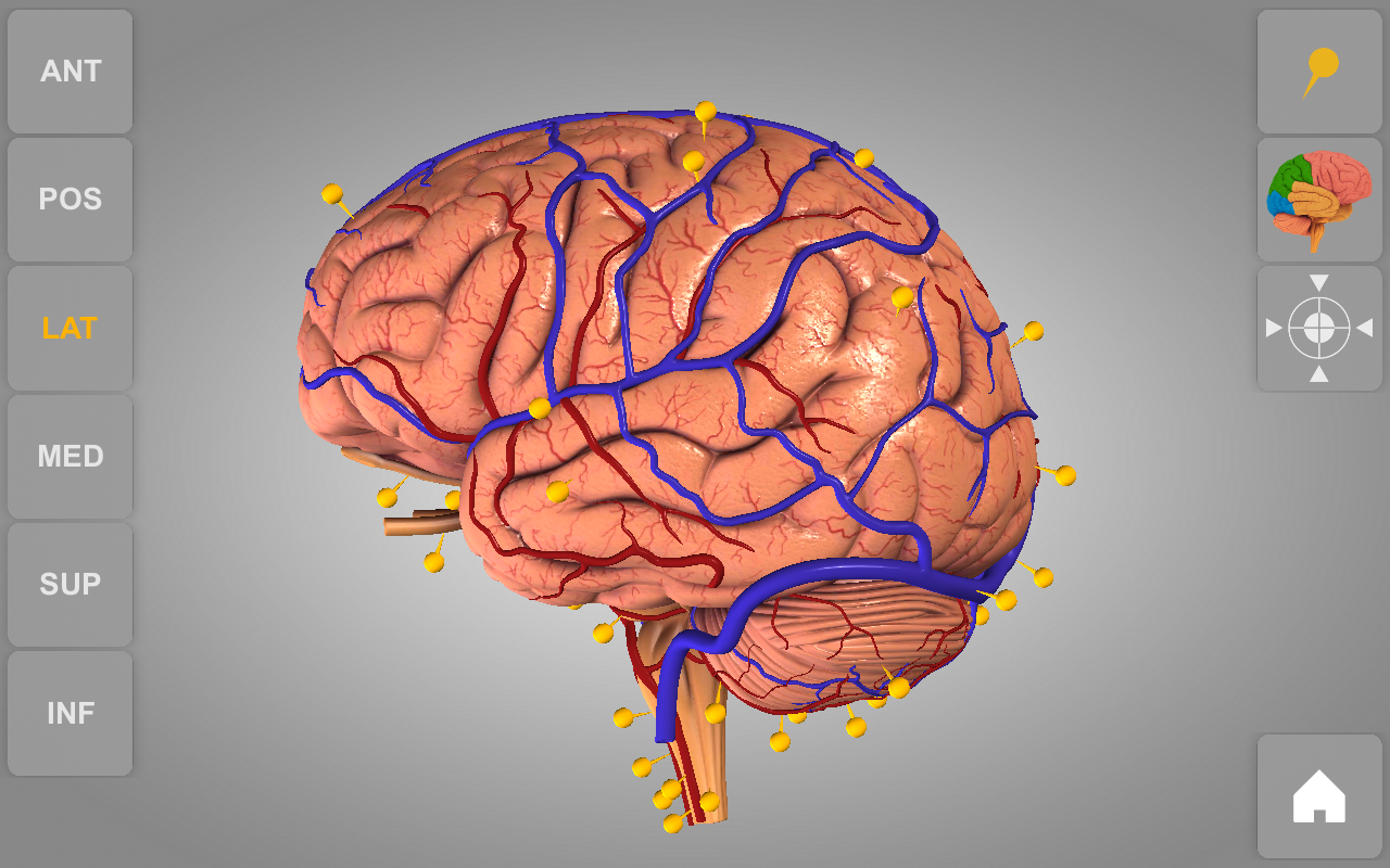 Android application Brain 3D Anatomy screenshort