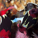Nembrotha purpureolineata