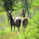 Mule Deer