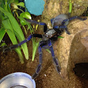Singapore Blue