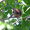Carolina Wren