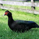 Muscovy Duck