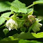 frambuesa