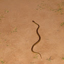 snake