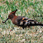 African_Hoopoe