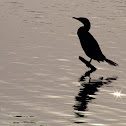 Double-crested Cormorant