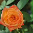 Flores del Mundo (Flowers of the World)