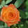 Flores del Mundo (Flowers of the World)