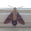 Hummingbird Moth