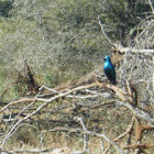 Cape Glossy-starling