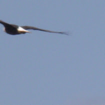 Westmorland/Albert County Wildlife