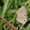 Carolina Satyr