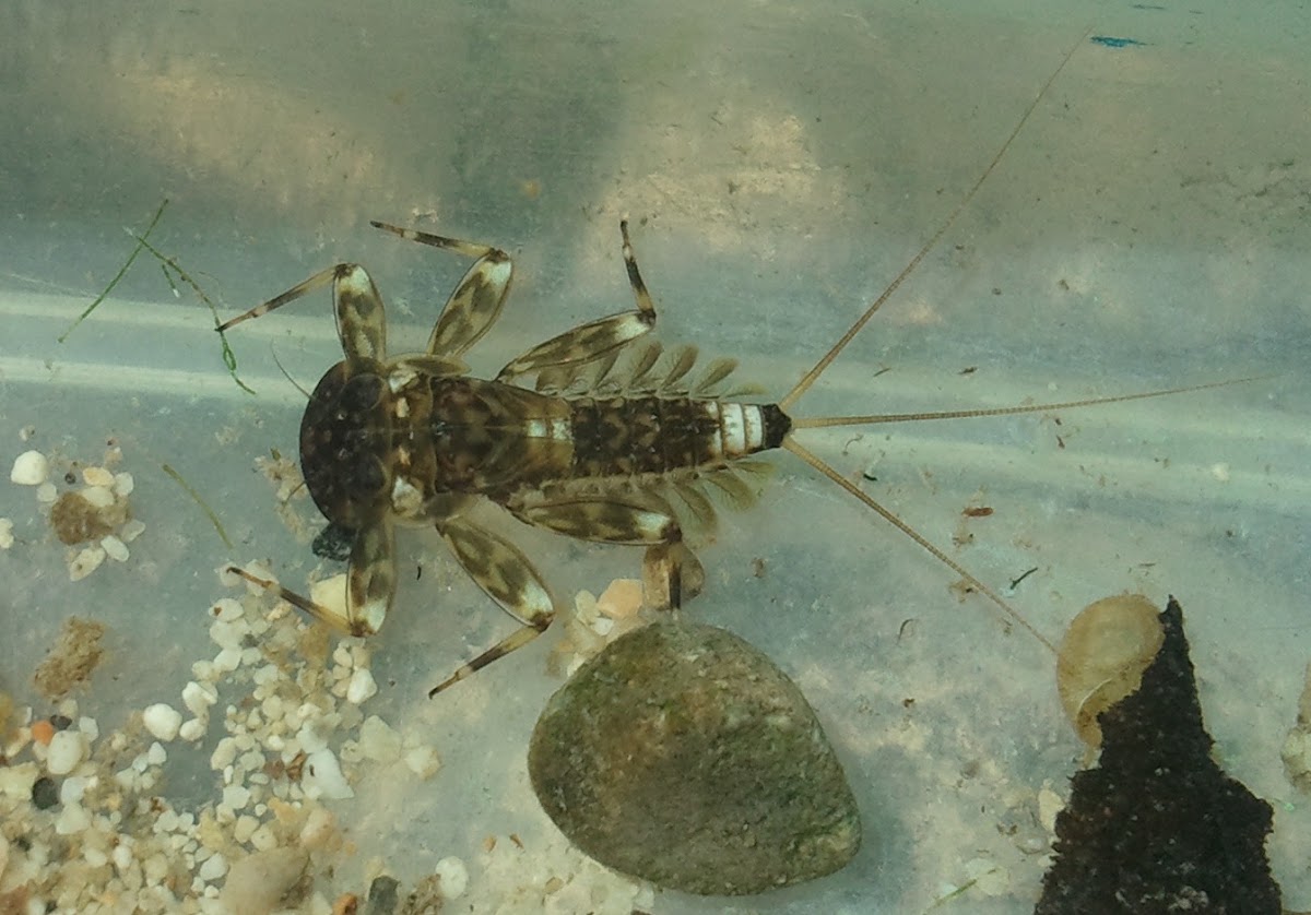 Mayfly (Nymph) - Eintagsfliege (Larve)