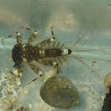 Mayfly (Nymph) - Eintagsfliege (Larve)