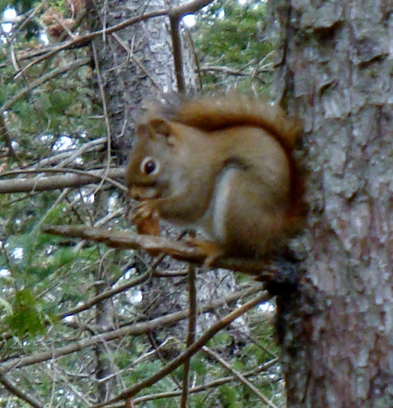 Spotting Image 1