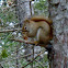 Red Squirrel