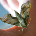 Virginia creeper sphinx