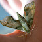 Virginia creeper sphinx