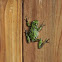 Pacific tree frog