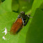 wasp & forest cockroach