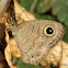 Common FiveRing Butterfly
