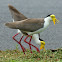 Masked Lapwing