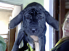 Excelente Cachorro Mastin Napolitano Con Papeles
