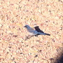 Pinyon jay
