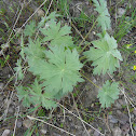 Geranium sp.