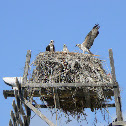 Osprey