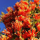 Flame vine/Orange Trumpet creeper
