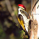 Black-rumped Flameback