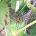 Grass Spider