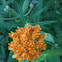 Butterflyweed